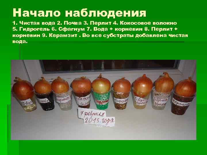Начало наблюдения 1. Чистая вода 2. Почва 3. Перлит 4. Кокосовое волокно 5. Гидрогель