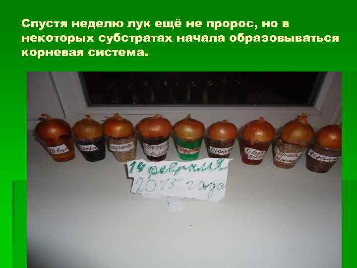 Спустя неделю лук ещё не пророс, но в некоторых субстратах начала образовываться корневая система.
