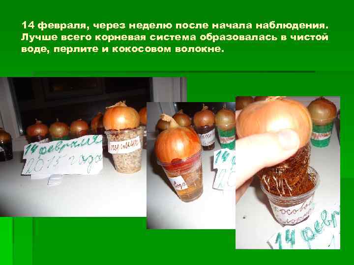 14 февраля, через неделю после начала наблюдения. Лучше всего корневая система образовалась в чистой