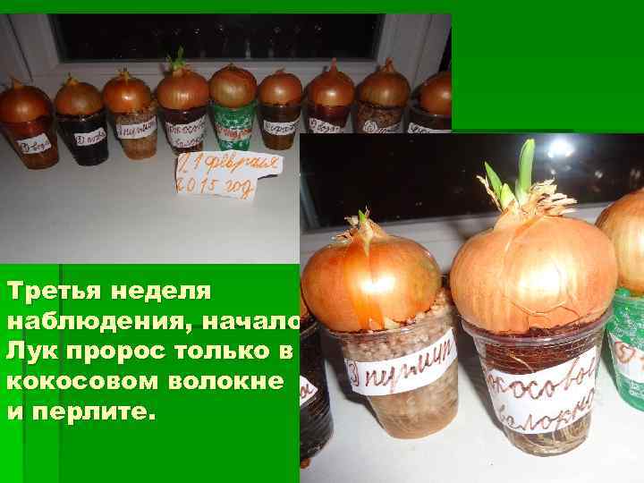 Третья неделя наблюдения, начало. Лук пророс только в кокосовом волокне и перлите. 