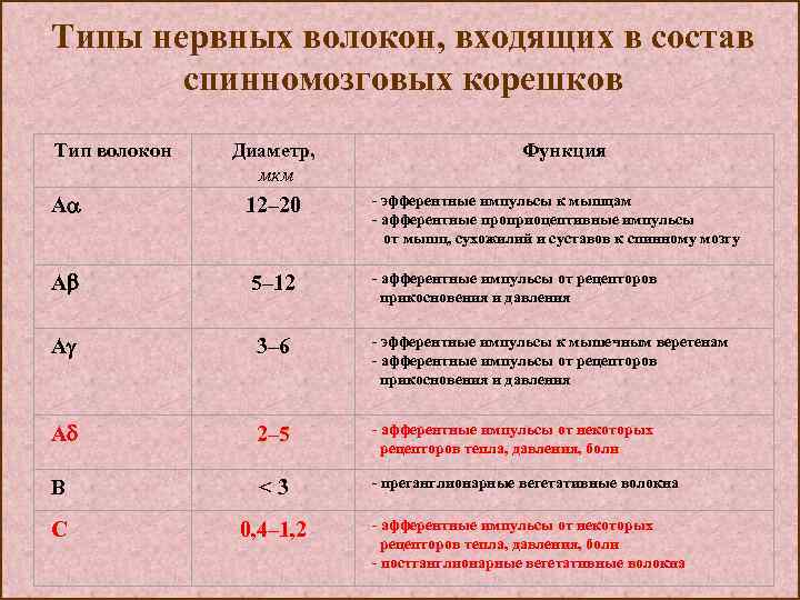 Типы нервных волокон, входящих в состав спинномозговых корешков Тип волокон Диаметр, мкм Функция -