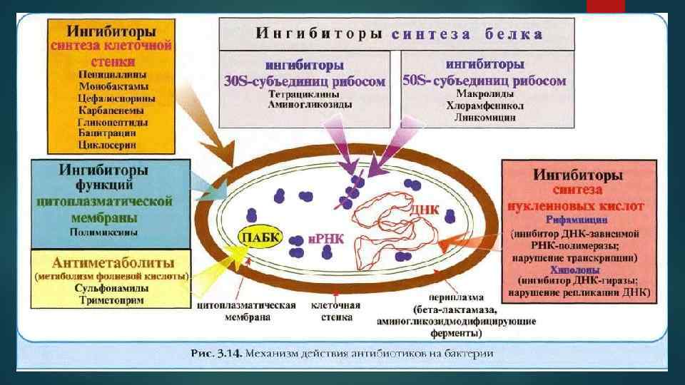 Тік ішек обыры презентация