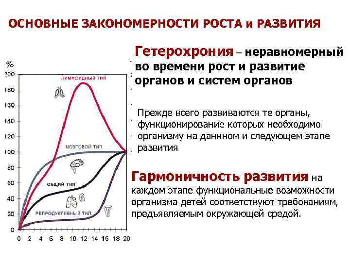 ОСНОВНЫЕ ЗАКОНОМЕРНОСТИ РОСТА и РАЗВИТИЯ Гетерохрония – неравномерный во времени рост и развитие органов