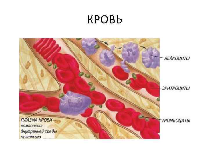 Кровь рисунок анатомия