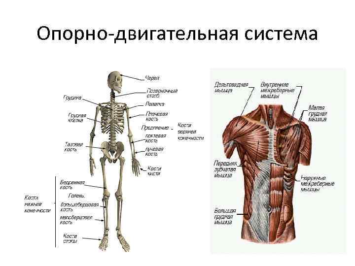 Опорно-двигательная система 