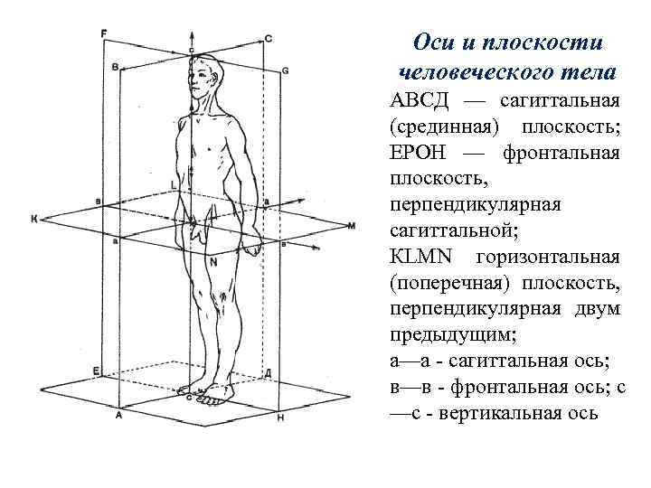 Оси и плоскости человеческого тела АВСД — сагиттальная (срединная) плоскость; ЕРОН — фронтальная плоскость,