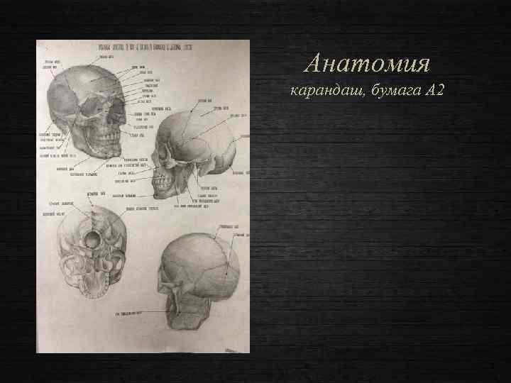 Анатомия карандаш, бумага А 2 