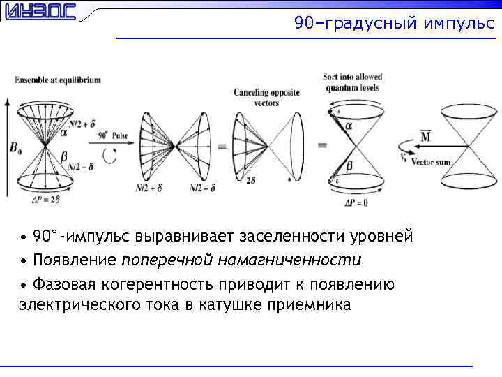 90–градусный импульс • 90°-импульс выравнивает заселенности уровней • Появление поперечной намагниченности • Фазовая когерентность