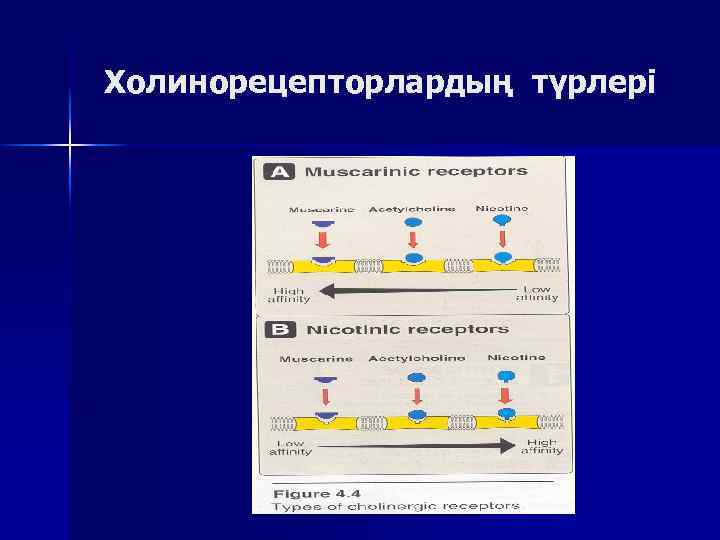 Холинорецепторлардың түрлері 