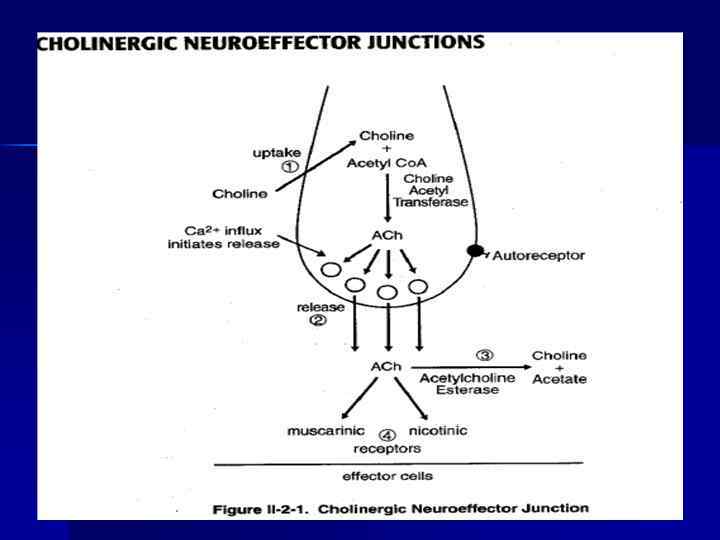 Холинергиялық синапстың құрылысы мен қызметі арасындағы байланыс презентация