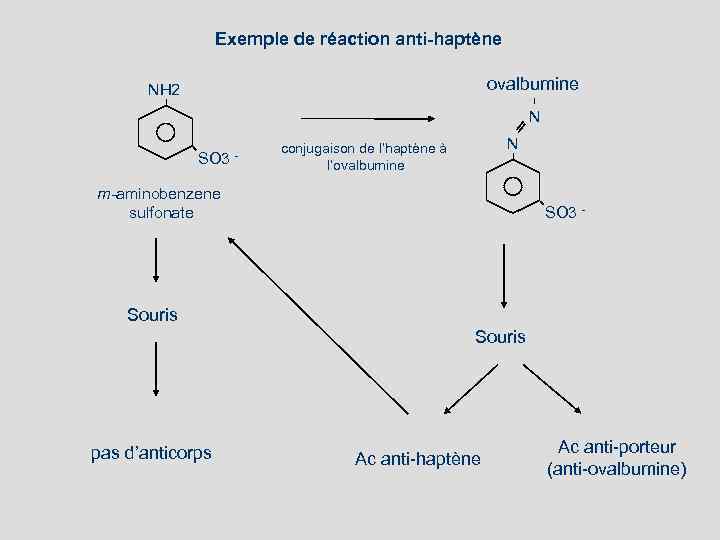 Exemple de réaction anti-haptène ovalbumine NH 2 N SO 3 - N conjugaison de