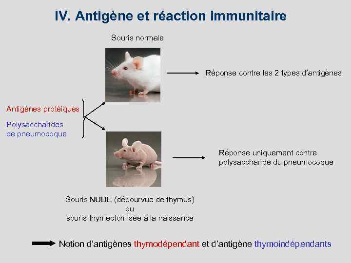 IV. Antigène et réaction immunitaire Souris normale Réponse contre les 2 types d’antigènes Antigènes