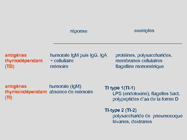 réponse antigènes thymodépendant (TD) exemples humorale Ig. M puis Ig. G, Ig. A +