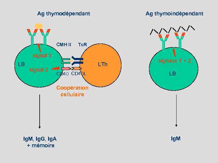 Ag thymodépendant CMH II Ag thymoindépendant Tc. R signal 1 LB signal 2 LTh