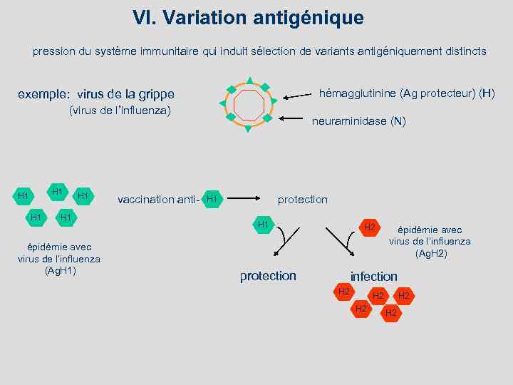 VI. Variation antigénique pression du système immunitaire qui induit sélection de variants antigéniquement distincts