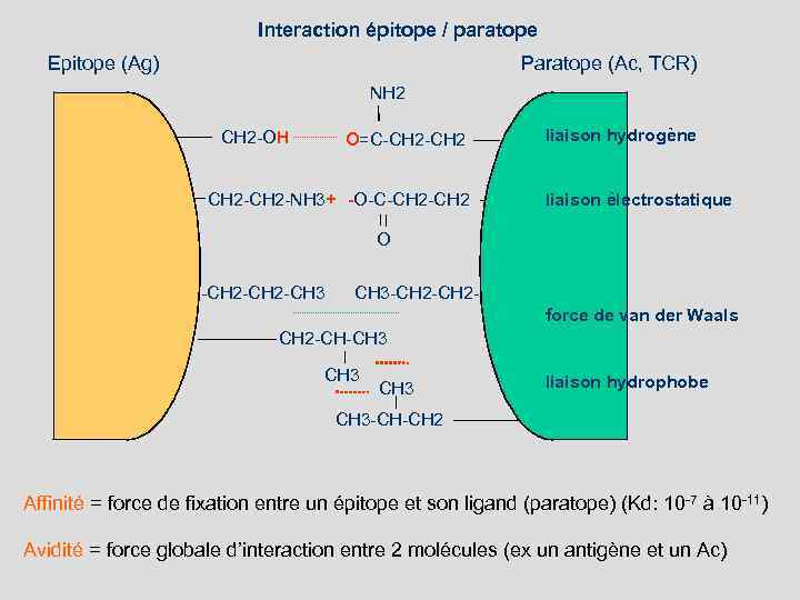 Interaction épitope / paratope Epitope (Ag) Paratope (Ac, TCR) NH 2 CH 2 -OH