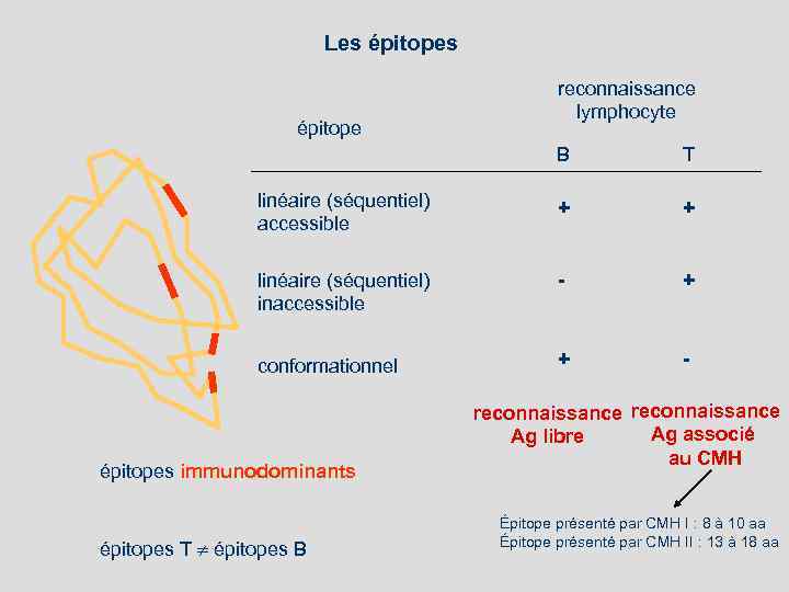 Les épitope reconnaissance lymphocyte B T linéaire (séquentiel) accessible + + linéaire (séquentiel) inaccessible