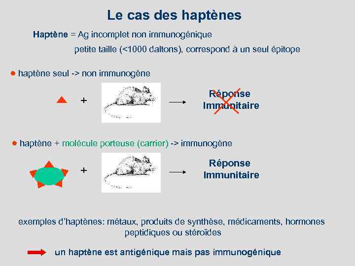 Le cas des haptènes Haptène = Ag incomplet non immunogénique petite taille (<1000 daltons),