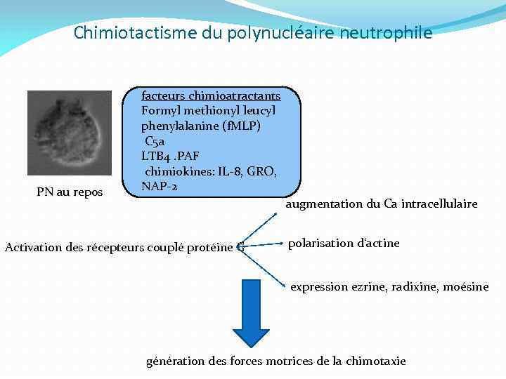 Chimiotactisme du polynucléaire neutrophile PN au repos facteurs chimioatractants Formyl methionyl leucyl phenylalanine (f.