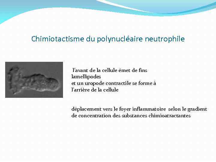 Chimiotactisme du polynucléaire neutrophile l’avant de la cellule émet de fins lamellipodes et un