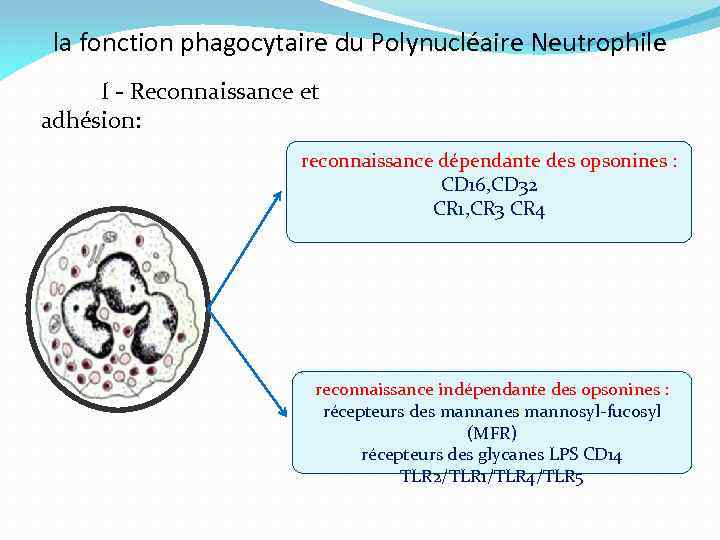 la fonction phagocytaire du Polynucléaire Neutrophile I - Reconnaissance et adhésion: reconnaissance dépendante des