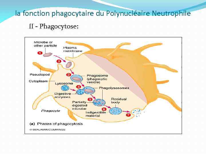 la fonction phagocytaire du Polynucléaire Neutrophile II - Phagocytose: 