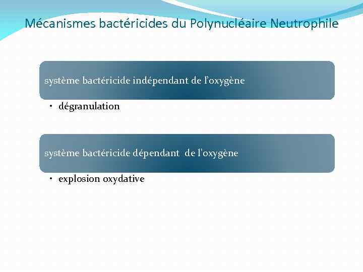 Mécanismes bactéricides du Polynucléaire Neutrophile système bactéricide indépendant de l’oxygène • dégranulation système bactéricide
