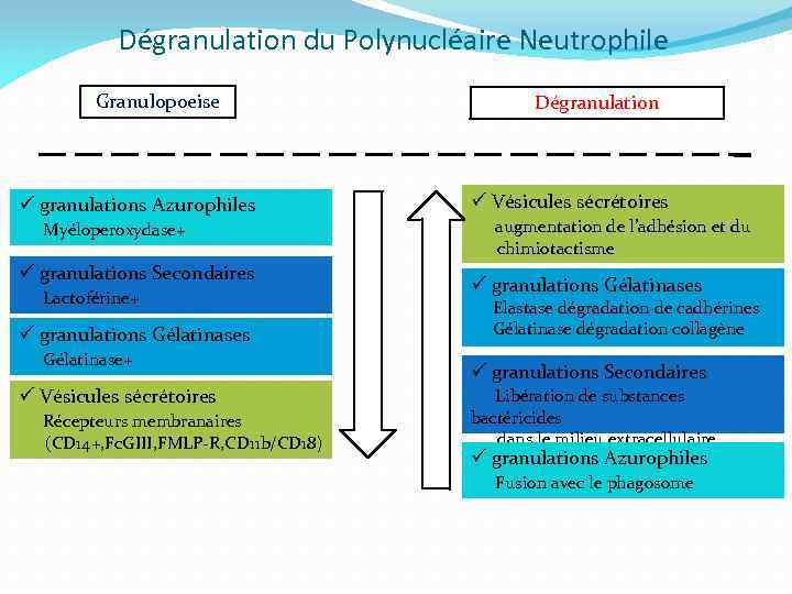 Dégranulation du Polynucléaire Neutrophile Granulopoeise ü granulations Azurophiles Myéloperoxydase+ ü granulations Secondaires Lactoférine+ ü