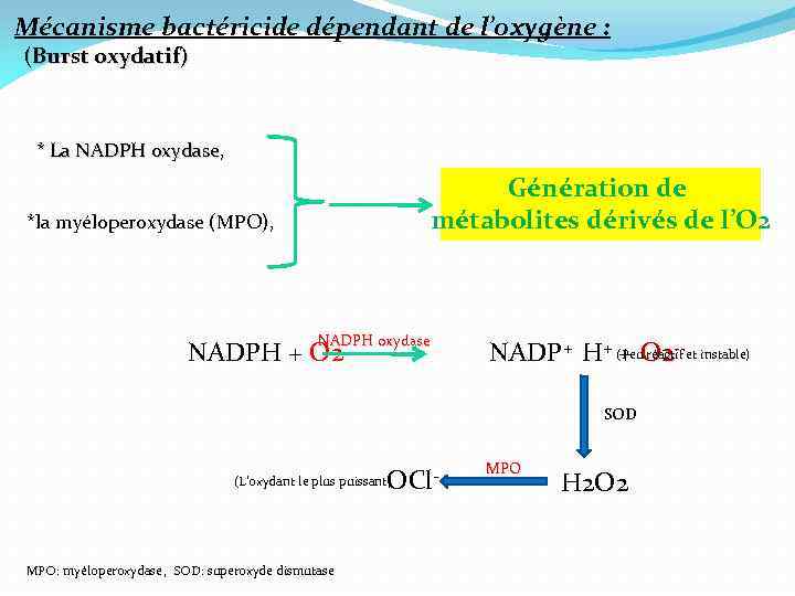 Mécanisme bactéricide dépendant de l’oxygène : (Burst oxydatif) * La NADPH oxydase, Génération de