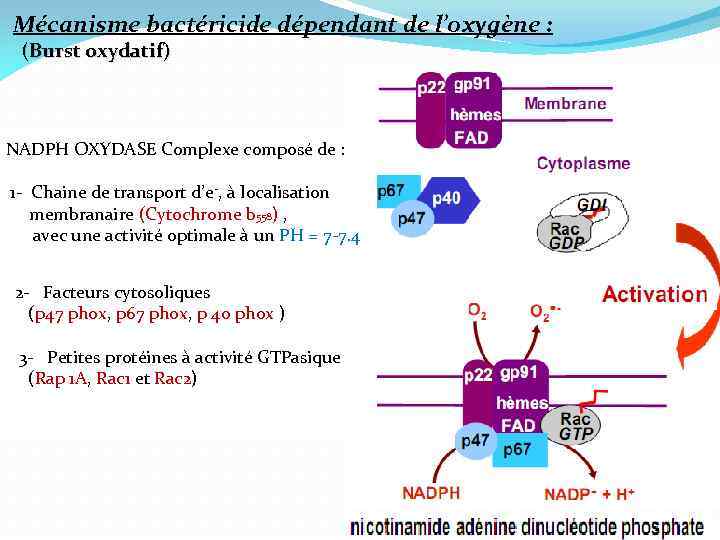Mécanisme bactéricide dépendant de l’oxygène : (Burst oxydatif) NADPH OXYDASE Complexe composé de :