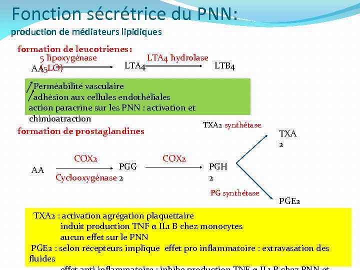 Fonction sécrétrice du PNN: production de médiateurs lipidiques formation de leucotrienes: 5 lipoxygénase LTA