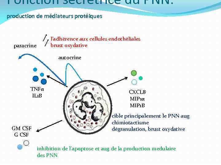 Fonction sécrétrice du PNN: production de médiateurs protéiques l’adhérence aux cellules endothéliales brust oxydative