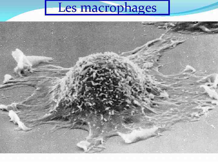 Les macrophages 