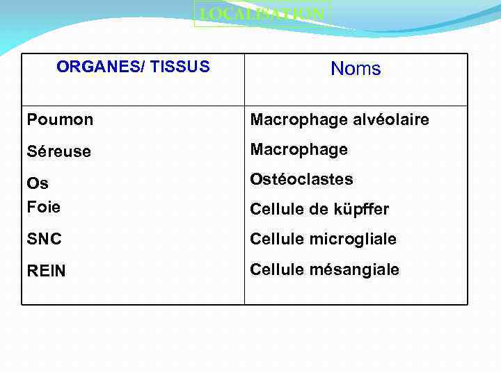LOCALISATION ORGANES/ TISSUS Noms Poumon Macrophage alvéolaire Séreuse Macrophage Os Foie Ostéoclastes SNC Cellule