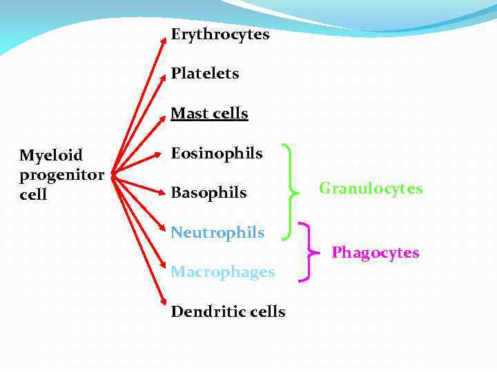 Erythrocytes Platelets Mast cells Myeloid progenitor cell Eosinophils Basophils Neutrophils Macrophages Dendritic cells Granulocytes