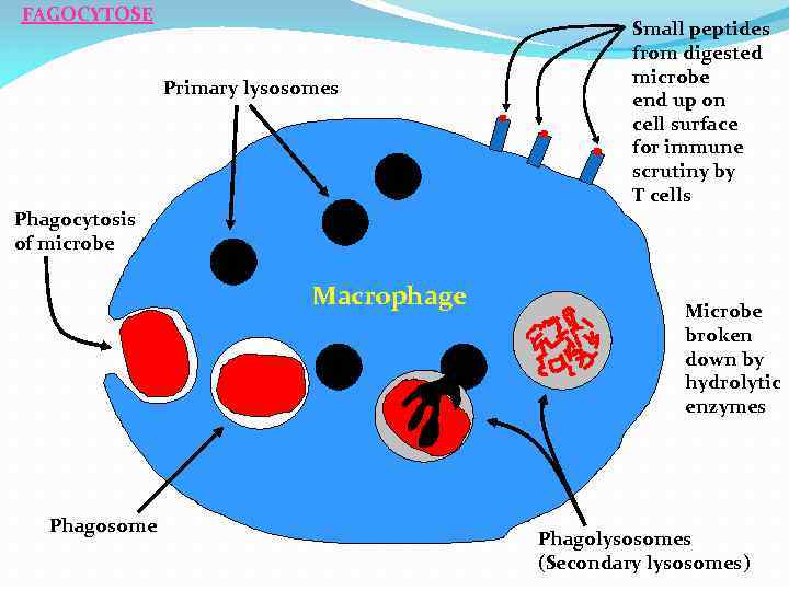 FAGOCYTOSE Primary lysosomes Small peptides from digested microbe end up on cell surface for