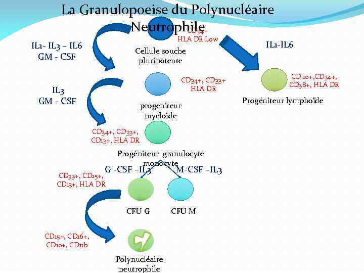 La Granulopoeise du Polynucléaire Neutrophile CD 34+ HLA DR Low IL 1 - IL
