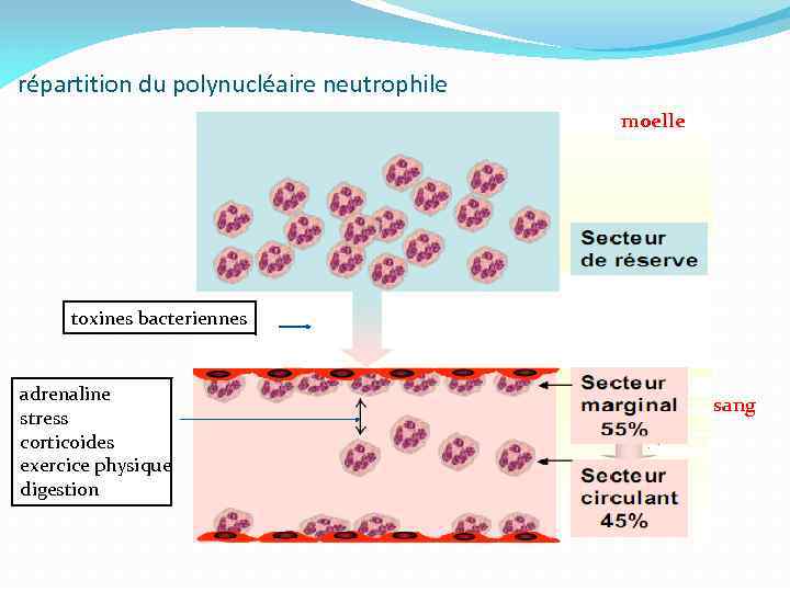 répartition du polynucléaire neutrophile moelle toxines bacteriennes adrenaline stress corticoides exercice physique digestion sang