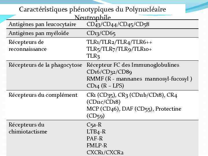 Caractéristiques phénotypiques du Polynucléaire Neutrophile Antigènes pan leucocytaire CD 43/CD 44/CD 45/CD 58 Antigènes