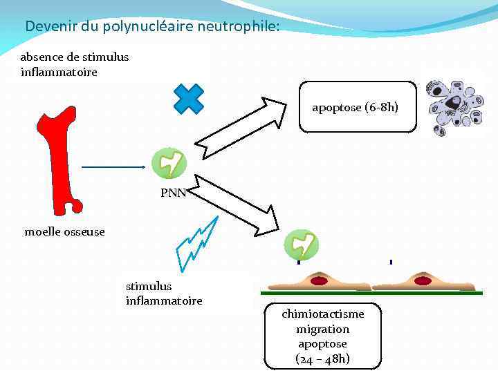 Devenir du polynucléaire neutrophile: absence de stimulus inflammatoire apoptose (6 -8 h) PNN moelle