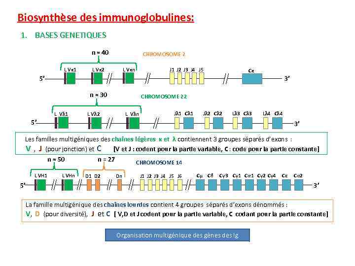 Biosynthèse des immunoglobulines: 1. BASES GENETIQUES n ≈ 40 CHROMOSOME 2 L Vκ 1