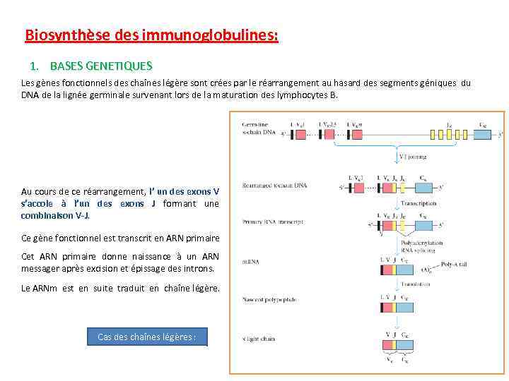 Biosynthèse des immunoglobulines: 1. BASES GENETIQUES Les gènes fonctionnels des chaînes légère sont crées