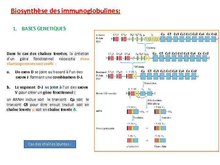 Biosynthèse des immunoglobulines: 1. BASES GENETIQUES n Dans le cas des chaînes lourdes, la