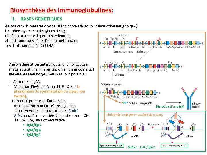 Biosynthèse des immunoglobulines: 1. BASES GENETIQUES Au cours de la maturation des LB (en