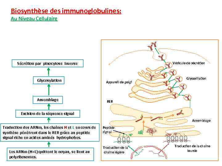 Biosynthèse des immunoglobulines: Au Niveau Cellulaire Vésicule de sécrétion Sécrétion par pinocytose inverse Glycosylation