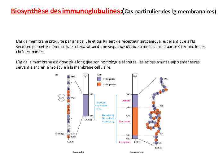 Biosynthèse des immunoglobulines: (Cas particulier des Ig membranaires) L’Ig de membrane produite par une