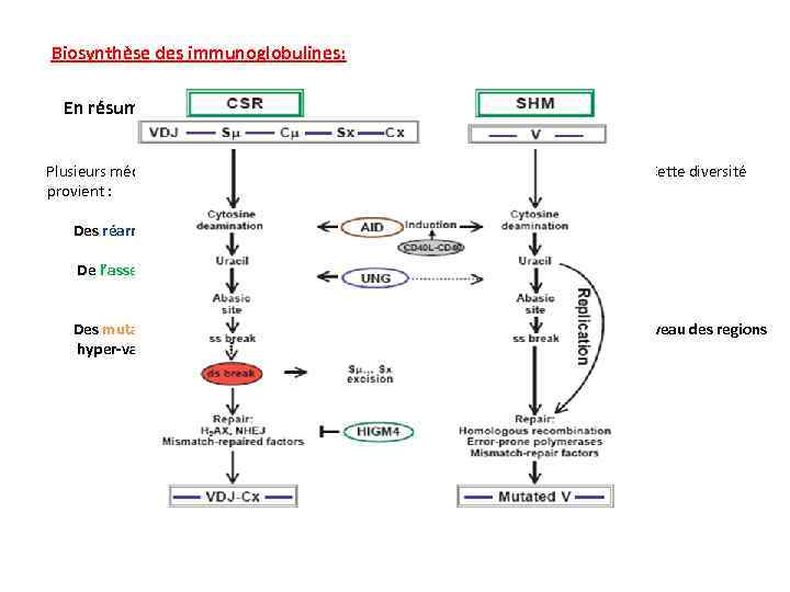 Les Immunoglobulines COURS 3 EME ANNEE MEDECINE