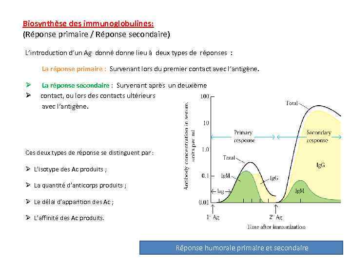 Biosynthèse des immunoglobulines: (Réponse primaire / Réponse secondaire) L’introduction d’un Ag donné donne lieu