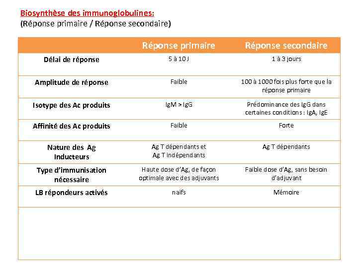 Biosynthèse des immunoglobulines: (Réponse primaire / Réponse secondaire) Réponse primaire Réponse secondaire Délai de