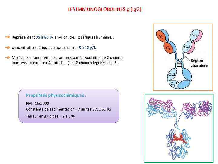 LES IMMUNOGLOBULINES g (Ig. G) Représentent 75 à 85 % environ, des Ig sériques